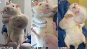 ratas-alimentadas-con-transgenicos