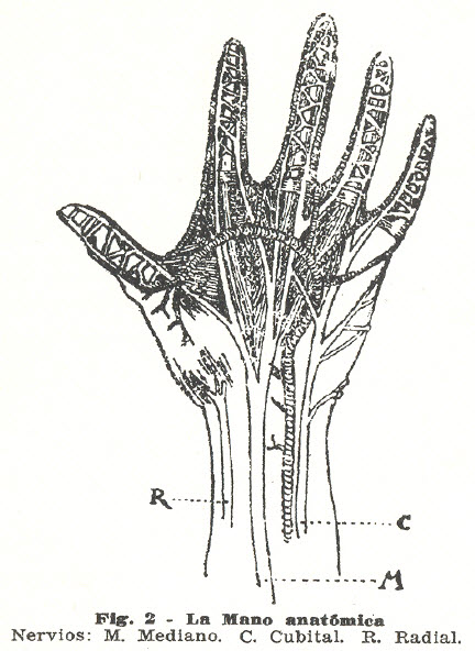 mano-anatomica