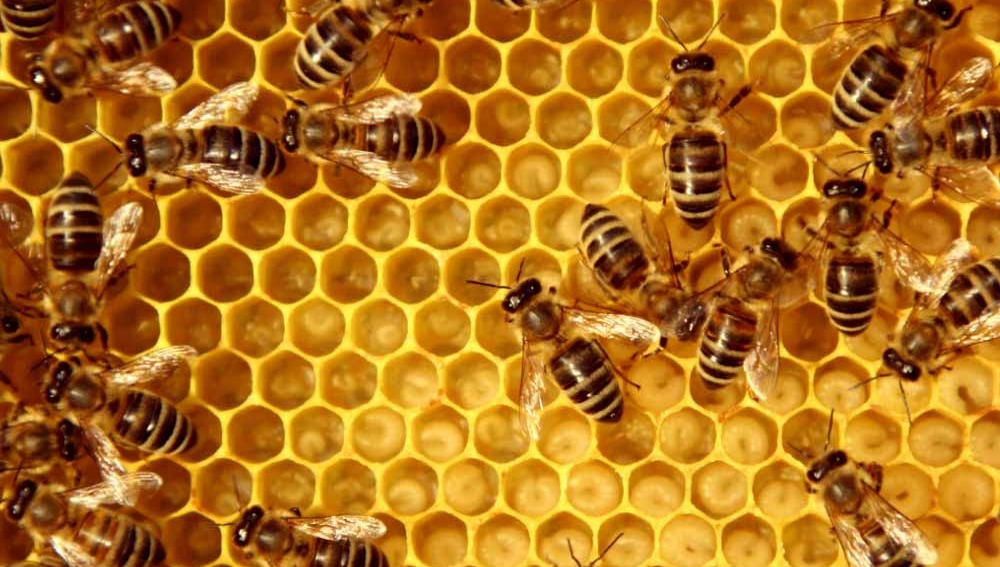 Virtudes de las Abejas